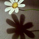 Cosmos bipinnatus Fula