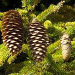 Picea abies Плод
