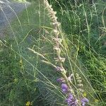 Salvia pratensis Flower