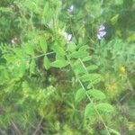 Vicia ludoviciana Leaf