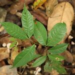 Tetraberlinia bifoliolata Blatt