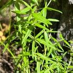 Galium borealeLeaf