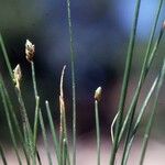 Eleocharis bonariensis Habit