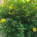 Hypericum × hidcoteense অন্যান্য