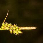 Carex pilulifera ഫലം