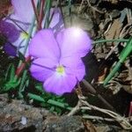 Viola cenisia Kwiat