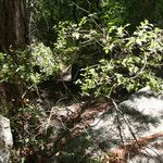 Quercus chrysolepis Yeri