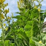 Verbascum pulverulentumBlatt