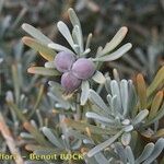 Cneorum pulverulentum Other