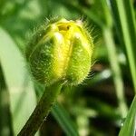 Ranunculus bulbosus Other