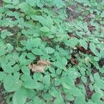 Vaccinium parvifolium Leht