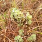 Meiosperma bracteatum Άλλα