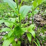 Polygonatum latifolium 葉