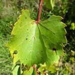 Vitis rupestris Leaf