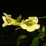 Aureolaria flava Květ