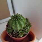 Euphorbia susannae Feuille