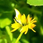 Medicago polymorpha Flors