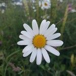 Leucanthemum ircutianumKvet