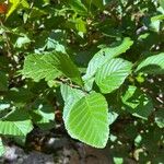 Alnus serrulata Hoja