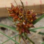 Carex pumila Fruto