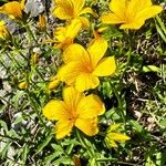 Linum flavum Blüte