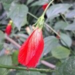 Malvaviscus arboreus Flower