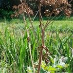 Heracleum mantegazzianumCasca