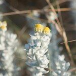 Otanthus maritimus Flower