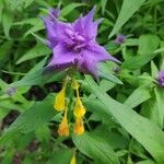 Melampyrum subalpinum Flor