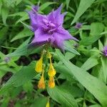 Melampyrum subalpinum Квітка