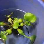 Pontederia crassipes Лист