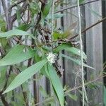 Hakea salicifolia Blatt