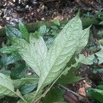 Aniba guianensis Leaf