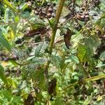 Scrophularia auriculata Hostoa