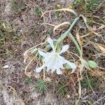 Pancratium maritimum Květ