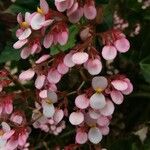 Begonia heracleifolia Цветок