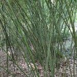 Phyllostachys reticulata Habitus