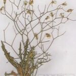 Launaea lanifera 整株植物