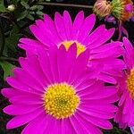 Tanacetum coccineum Fiore