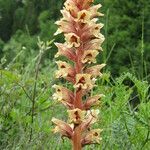 Orobanche alba Kvet