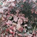 Loropetalum chinense List