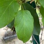 Holboellia coriacea Blad