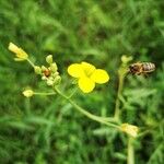 Diplotaxis tenuifolia Blomst