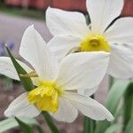Narcissus poeticus Cvet