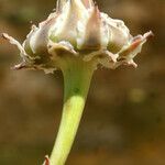 Reichardia gaditana Flower
