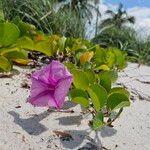 Ipomoea pes-capraeFleur