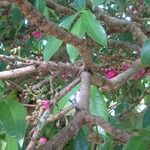 Syzygium malaccense പുറംതൊലി