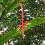 Heliconia pendula Цвят