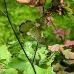 Adiantum tenerum Fruit