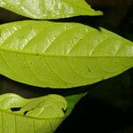 Perrottetia sessiliflora 葉